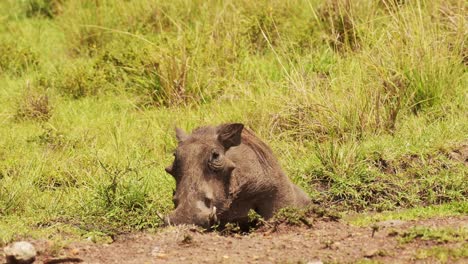 Warthog-playing-and-wallowing-next-muddy-puddle,-cooling-off,-African-Wildlife-in-Maasai-Mara-National-Reserve,-Kenya,-Africa-Safari-Animals-in-Masai-Mara-North-Conservancy