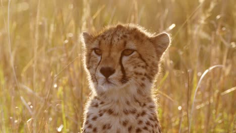 Zeitlupe-Der-Afrikanischen-Tierwelt,-Junges-Gepardenjunges-In-Nahaufnahme,-Niedliche-Tierbabys-In-Afrika-Im-Wunderschönen-Goldorangen-Sonnenuntergangslicht-Im-Langen-Gras-In-Der-Masai-Mara,-Kenia,-Masai-Mara