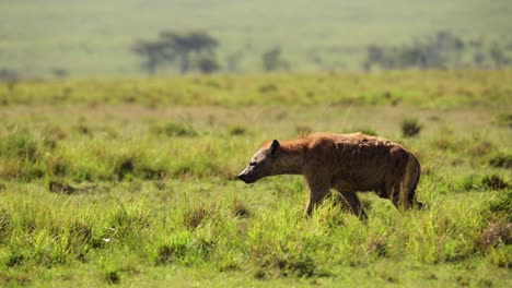 Slow-Motion-Shot-of-Hyena-prowling-slowly-through-grassland-savanna,-savannah,-large-green-landscape,-African-Wildlife-in-Maasai-Mara-National-Reserve,-Kenya,-Africa-Safari-Animals