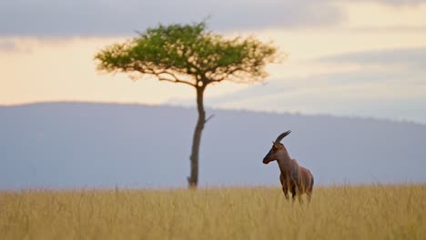 Topi-in-African-Savanna-Landscape-at-Sunset,-Africa-Safari-Wildlife-Animal-in-Beautiful-Masai-Mara-Savannah-Scenery-with-Dramatic-Sky,-Clouds-and-Acacia-Trees-in-Maasai-Mara,-Kenya