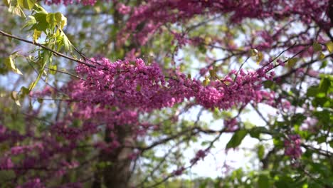 pink-flowers-on-a-tree-blowing-in-the-wind-beautiful