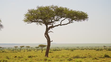 Amazing-African-Wildlife,-Leopard-Lying-on-a-Branch-Up-an-Acacia-Tree,-Masai-Mara-Africa-Safari-Animal-in-Beautiful-Maasai-Mara-National-Reserve-Landscape-Scenery,-Unique-Sighting-Encounter,-Kenya