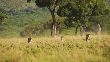 Slow-Motion-of-Cheetah-Family-Walking-in-Long-Savanna-Grass-in-Masai-Mara,-Kenya,-Africa,-African-Wildlife-Safari-Animals-in-Maasai-Mara,-Amazing-Beautiful-Animal-in-Savannah-Landscape-Scenery