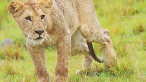 Slow-Motion-Shot-of-Beautiful-lioness-laying-in-the-grass-grassland-watching-over-the-savanna-savannah,-African-Wildlife-in-Maasai-Mara-National-Reserve,-Kenya,-Africa-Safari-Animals-in-Masai