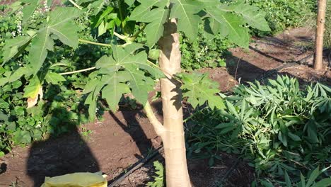 top-down-scene-in-which-a-large-number-of-papayas-have-grown-in-a-papaya-tree-and-are-ready-to-be-harvested