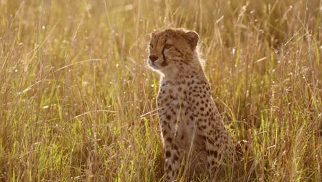 Slow-Motion-of-Young-Cheetah-Cub-Close-Up-Face-Portrait,-Cute-Baby-Animal-African-Wildlife-in-Africa-in-Beautiful-Golden-Orange-Sunset-Light-in-Long-Grass-in-Masai-Mara,-Kenya,-Maasai-Mara