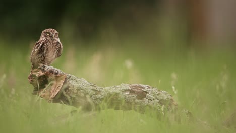 Low-angle-shot-of-Little-Owl-Steenuil-gliding-in-and-landing-on-stump-to-eat