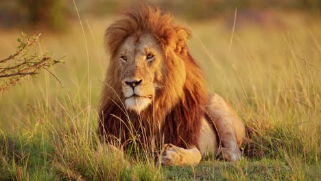 Male-lion-with-Big-Mane-in-Beautiful-Golden-Sun-Light,-African-Wildlife-Animal-in-Maasai-Mara,-Kenya-on-Africa-Safari,-Close-Up-Portrait-from-Low-Angle-Lying-on-Ground-in-Masai-Mara-National-Reserve