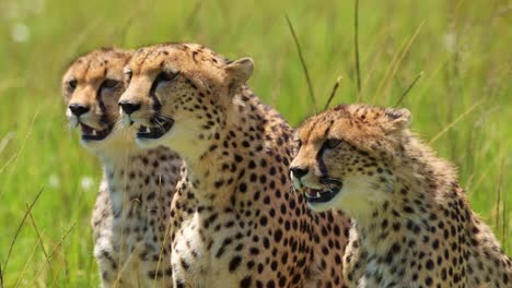 Group-of-Cheetahs-together-breathing-heavily-on-luscious-african-plain,-panting-in-bright-sunshine-,-African-Wildlife-in-Maasai-Mara-National-Reserve,-Kenya,-Africa-Safari-Animals-in-Masai-Mara