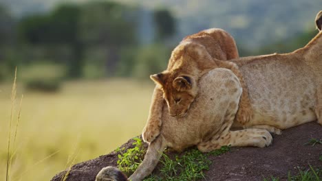 Slow-Motion-of-Funny-Animals,-Cute-Baby-Lion-Cub-Playing-with-Lioness-Mother-in-Africa-in-Masai-Mara,-Kenya,-Pouncing-on-Tail-on-African-Wildlife-Safari,-Animal-Behaviour-in-Maasai-Mara