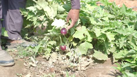 close-up-scene-in-which-a-man-at-an-organic-vegetable-farm-is-lifting-brinjal-plants-and-hand-picking-the-best-quality-brinjal