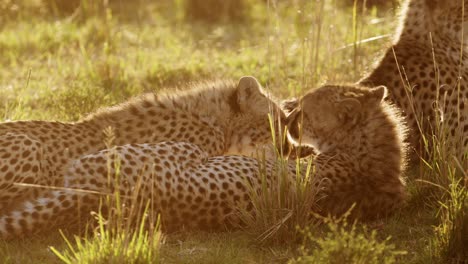 Cheetah-Mother-and-Cub,-Baby-Cub-with-Mum-Licking-Cleaning-Grooming-and-Caring-For-Young-One-in-Africa,-African-Wildlife-Safari-Animals-in-Masai-Mara,-Kenya-in-Maasai-Mara
