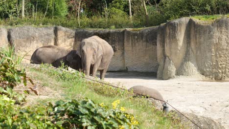 Elephant-safari:-exploring-the-zoo's-Elephant-habitat