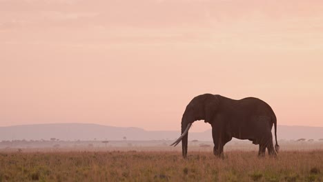 Afrikanischer-Elefantensonnenaufgang-In-Der-Masai-Mara,-Afrikanische-Wildtiersafaritiere-Im-Wunderschönen-Orangefarbenen-Sonnenuntergangshimmel,-Großes-Männchen-Mit-Großen-Stoßzähnen,-Das-In-Der-Savannenlandschaft-Beim-Essen,-Füttern-Und-Grasen-Geht