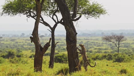 Leopardo-Trepando-Un-árbol,-Increíble-Fauna-Animal-De-Safari-De-Masai-Mara-áfrica,-Saltando-Y-Saltando-Por-Un-Tronco-Con-El-Hermoso-Paisaje-Natural-De-Masai-Mara,-Encuentro-De-Avistamiento-único-En-Kenia