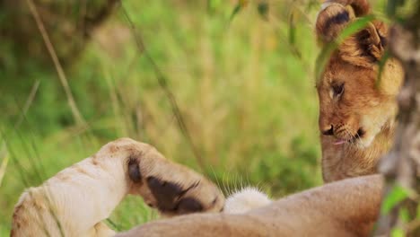 Zeitlupenaufnahme-Von-Nahaufnahmen-Junger-Löwenbabys,-Die-Im-Grünen-Grasland-Ruhen,-Energie-Sparen,-Big-Five-Afrikanischer-Wildtiere-Im-Masai-Mara-National-Reserve,-Kenia,-Afrika-Safaritiere