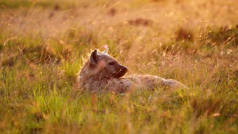 Slow-Motion-of-Maasai-Mara-Hyena-in-Savanna-Plains-Golden-Sunlight,-Africa-Wildlife-Safari-Animal-Lying-Down-in-Long-Savannah-Grasses-in-Beautiful-African-Morning,-Kenya-in-Masai-Mara-Sunset