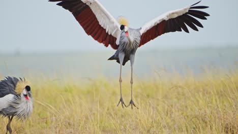 Slow-Motion-of-Grey-Crowned-Crane-Bird-Dancing-Mating-and-Displaying-doing-a-Courtship-Dance-and-Display-to-Attract-a-Female-in-Maasai-Mara-in-Africa,-African-Safari-Birdlife-Wildlife-Shot