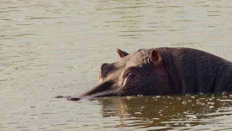 Slow-Motion-Shot-of-Slow-moving-Hippo-Hippopotamus-wading-and-swimming-in-the-Mara-river-with-head-above-water,-African-Wildlife-in-Maasai-Mara-National-Reserve,-Kenya,-Africa-Safari-Animals