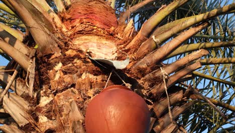 An-earthen-pot-is-fixed-in-the-palm-tree-in-which-the-juice-of-this-palm-is-falling