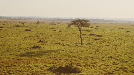 Africa-Aerial-Shot-of-Beautiful-Masai-Mara-Savanna-Landscape-in-Kenya,-Hot-Air-Balloon-Ride-Flight-View-From-Above-Flying-Over-Vast-Wide-Open-Plains-and-Amazing-Scenery-and-Acacia-Trees