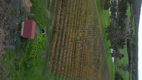 Aerial-footage-of-the-vineyards-near-Margaret-River-in-Western-Australia