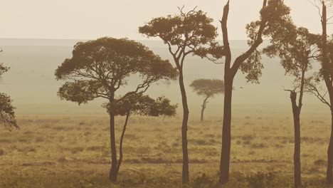 Afrika-Luftaufnahme-Der-Wunderschönen-Savannenlandschaft-Der-Maasai-Mara-In-Kenia,-Savanne-Und-Bäume-In-Orangefarbenem-Sonnenaufgang-Im-Atmosphärischen-Nebligen-Nebel,-Fahrt-Mit-Dem-Heißluftballon,-Flugblick-über-Der-Masai-Mara