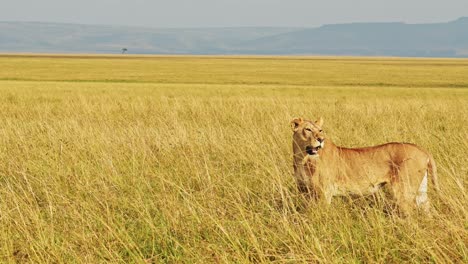 León-En-La-Sabana-De-Hierba-Larga,-Leona-Cazando-En-La-Hierba-Alta,-Animales-Africanos-En-Un-Safari-De-Vida-Silvestre-En-Los-Pastizales-De-La-Sabana-En-Masai-Mara-En-Kenia-En-Maasai-Mara,-Tiro-De-Cerca