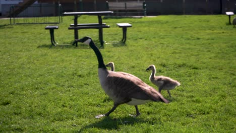 Geese-and-goslings-walking-on-the-grass-in-rockford-michigan