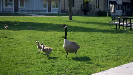 Geese-and-goslings-walking-on-the-grass-in-michigan