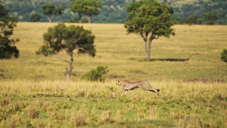 Gepard-Läuft-Schnell,-Jagt-Auf-Der-Jagd-Nach-Beute,-Afrikanische-Wildtiersafaritiere-In-Masai-Mara,-Kenia,-Afrikanische-Savanne-In-Masai-Mara,-Erstaunliches-Naturtierverhalten-Und-Schöne-Begegnung