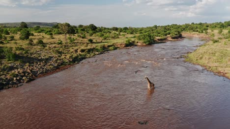 Aerial-drone-shot-of-Mara-River-Landscape-Scenery-and-Giraffe-Crossing-in-Maasai-Mara-National-Reserve,-Kenya,-Africa,-Beautiful-African-Nature-Trees,-Amazing-Animal-Behaviour-Wildlife-Safari-Animal