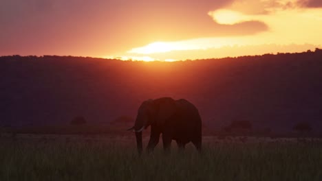 Africa-Wildlife,-African-Elephant-in-Beautiful-Orange-Sunset-in-Masai-Mara,-Kenya,-Safari-Animals-in-Dramatic-Scenery-and-Golden-Light-in-Maasai-Mara-National-Reserve