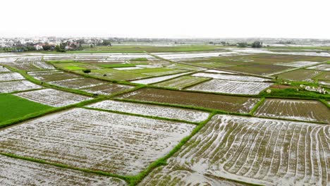 Flying-over-Rice-Field-In-Hoi-An,-Vietnam---aerial-drone-dolly-shot