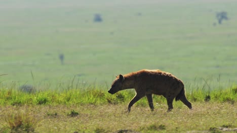 Toma-En-Cámara-Lenta-De-La-Hiena-De-La-Vida-Silvestre-Africana-En-Las-Llanuras-De-La-Sabana-Aislada,-Sola-En-La-Reserva-Nacional-De-Masai-Mara,-Kenia,-Animales-De-Safari-De-áfrica-En-La-Conservación-Del-Norte-De-Masai-Mara