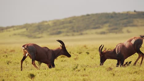 Zeitlupe-Von-Topi-Kämpfen-Im-Kampf,-Afrikanische-Wildtiere-Im-Territorialen-Tierverhalten,-Erstaunliches-Verhalten-Beim-Schutz-Des-Territoriums-Im-Masai-Mara-Nationalreservat,-Kenia,-Afrika