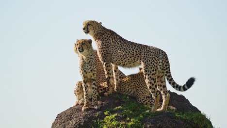 Cheetah-Family-in-Africa,-African-Wildlife-Animals-in-Masai-Mara,-Kenya,-Mother-and-Cheetah-Cubs-on-Top-of-a-Termite-Mound-Lookout-on-Safari-in-Maasai-Mara,-Amazing-Beautiful-Animal