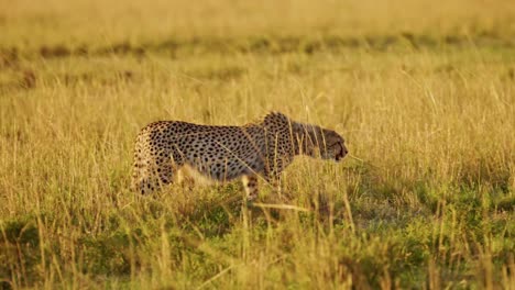 Geparden-Jagen-Beute-Auf-Einer-Jagd-In-Afrika,-Afrikanische-Wildtiere-In-Der-Masai-Mara,-Kenia,-Pirschen-Sich-Auf-Einer-Safari-Durch-Lange-Savannengräser,-Erstaunliches-Naturtierverhalten-In-Wunderschönem-Goldenem-Sonnenlicht