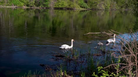 swans-elegantly-swimming-in-a-pond