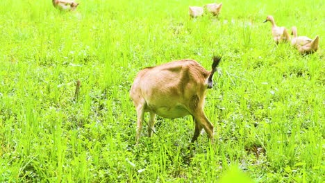 Harmonious-Coexistence:-Goats,-ducks-and-Grass-Fields-of-Bangladesh