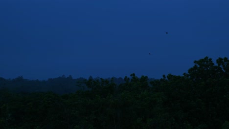 Nature's-Homecoming:-Birds-and-Night-in-the-Rainforests
