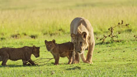 Toma-En-Cámara-Lenta-De-La-Linda-Vida-Silvestre-Africana-En-La-Reserva-Nacional-De-Masai-Mara,-La-Leona-Madre-Juega-Con-Cachorros-De-León-Lindos-Y-Juguetones,-Kenia,-Animales-De-Safari-De-áfrica-En-La-Conservación-Del-Norte-De-Masai-Mara