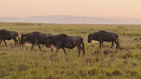Zeitlupe-Einer-Gnuherde-Auf-Der-Großen-Wanderung-In-Afrika-Zwischen-Der-Masai-Mara-In-Kenia-Und-Der-Serengeti-In-Tansania,-Afrikanische-Wildtiere,-Die-Im-Orangefarbenen-Sonnenuntergang-Und-In-Der-Goldenen-Stunde-Des-Sonnenuntergangs-Spazieren