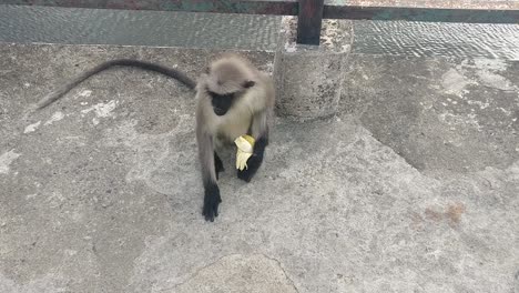 Top-view-of-a-monkey-sitting-on-a-pole-enjoying-a-banana-fruit-very-comfortably