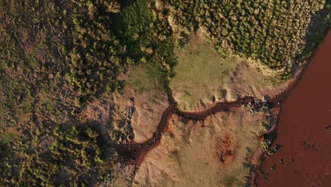 Aerial-drone-shot-of-Masai-Mara-River-and-Hippos,-Beautiful-Africa-Landscape-Scenery-in-Maasai-Mara-in-Kenya,-Top-Down-Vertical-Establishing-Shot-from-High-Up-Above-Lush-Green-Scene