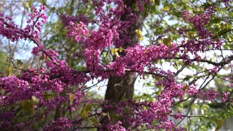pink-flowers-on-a-tree-blowing-in-the-wind-beautiful-close-up