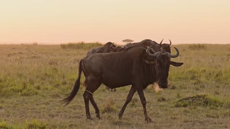 Cámara-Lenta-De-Animales-De-Safari-De-Vida-Silvestre-Africana-De-Manada-De-ñus-En-Gran-Migración-En-áfrica-Entre-Masai-Mara-En-Kenia-Y-Serengeti-En-Tanzania-En-Puesta-De-Sol-Naranja-En-Maasai-Mara