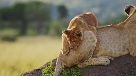 Lustige-Tierbabys,-Süßes-Löwenjunges,-Das-Mit-Der-Löwinsmutter-In-Afrika-In-Masai-Mara,-Kenia,-Spielt,-Sich-Auf-Einer-Afrikanischen-Wildtiersafari-Auf-Den-Schwanz-Der-Mutter-Stürzt,-Nahaufnahme-Des-Erstaunlichen-Verhaltens-Der-Tiere