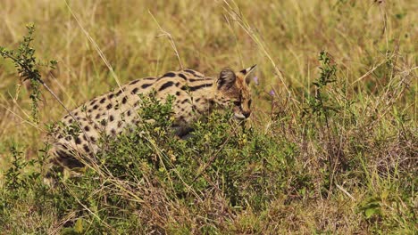 Slow-Motion-Shot-of-Serval-hunting-in-luscious-grasslands-for-small-prey,-pouncing-and-jumping,-National-Reserve-in-Kenya,-Africa-Safari-Animals-in-Masai-Mara-North-Conservancy