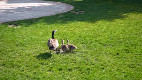Geese-and-goslings-walking-on-the-grass-close-up